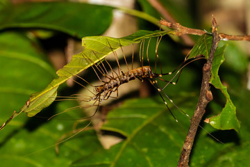 Large long-legged centipede on foliage at night in the rainforest of Borneo