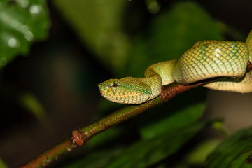Beautiful but deadly Borneo Pit Viper in a jungle tree at night