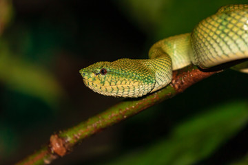 Beautiful but deadly Borneo Pit Viper in a jungle tree at night