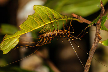 Large long-legged centipede on foliage at night in the rainforest of Borneo