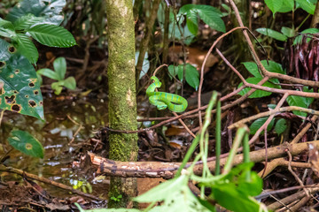 A Bornean Pit Viper hidden in a tree in the tropical rainforest of Sarawak