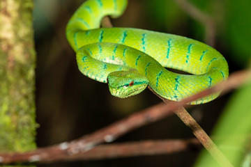 Beautiful but deadly Borneo Pit Viper in a jungle tree at night