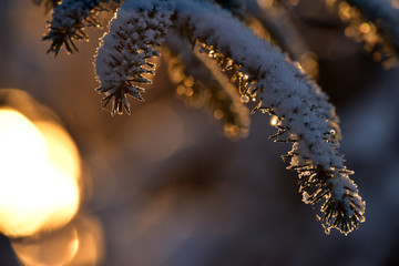 Morning sun highlights snowy spruce branch