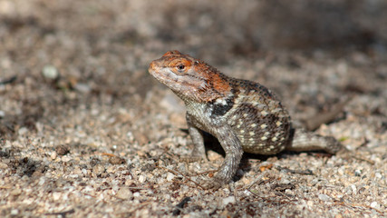 Close up of a wild adult female Desert Spiny Lizard, Sceloporus magister found in natural Sonoran desert habitat. Pima County, Arizona.