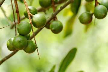 Group of macadamia nuts hanging on its tree in the plantation - obrazy, fototapety, plakaty