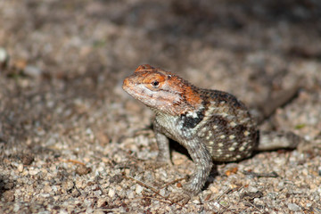 Close up of a wild adult female Desert Spiny Lizard, Sceloporus magister found in natural Sonoran desert habitat. Pima County, Arizona.