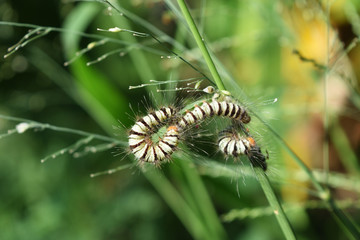 Group of Caterpillars orange head and furry throughout the body with white stripes and black on grass, Worm of Asota producta moth
