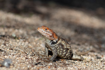 Close up of a wild adult female Desert Spiny Lizard, Sceloporus magister found in natural Sonoran desert habitat. Pima County, Arizona.