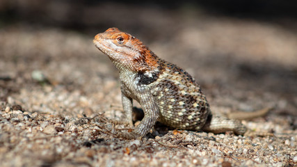 Close up of a wild adult female Desert Spiny Lizard, Sceloporus magister found in natural Sonoran desert habitat. Pima County, Arizona.