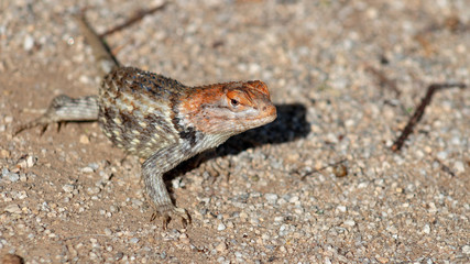 Close up of a wild adult female Desert Spiny Lizard, Sceloporus magister found in natural Sonoran desert habitat. Pima County, Arizona.