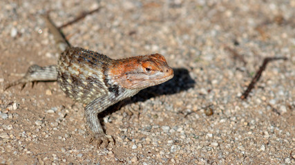 Close up of a wild adult female Desert Spiny Lizard, Sceloporus magister found in natural Sonoran desert habitat. Pima County, Arizona.