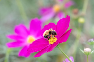 Cosmos flower, Ibaraki, Japan