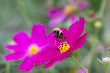 Cosmos Flower / Furusato Plaza in Sakura City, Chiba Prefecture, Japan