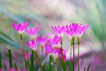 Rain lily (Zephyranthes) flower