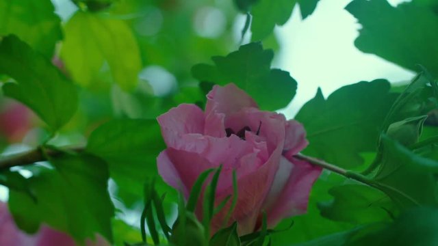 Macro: Bee climbs into a rose of sharon to gather Pollen