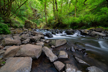 Long exposure river stream flowing through the stones surrounded by green tree forest.