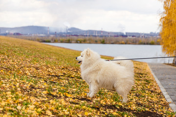 beautiful white dog breed Samoyed on a leash in autumn