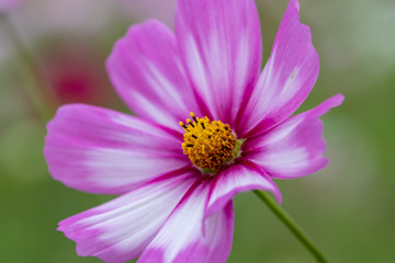 Obraz premium Cosmos Flower / Furusato Plaza in Sakura City, Chiba Prefecture, Japan