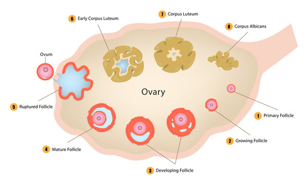 ovary diagram
