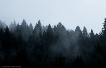 Foggy Forest Mystery