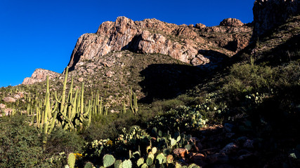 Saguaro cactus and other cacti in the Sonoran Desert. Pusch Ridge in Oro Valley, Arizona. Steep rock cliffs, beautiful landscape, blue sky. 