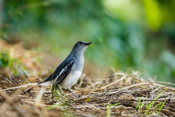 Oriental Magpie Robin