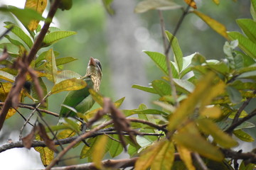 Fototapeta premium bird on branch
