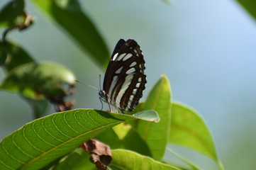 butterfly on leaf