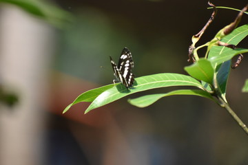 butterfly on leaf