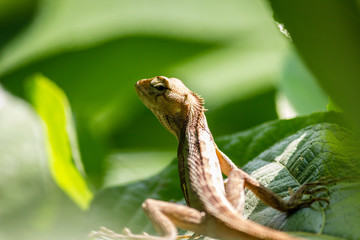 A Garden lizard
