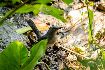 Oriental Magpie Robin