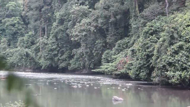 Thick and dense rainforest of Danum Valley in Borneo
