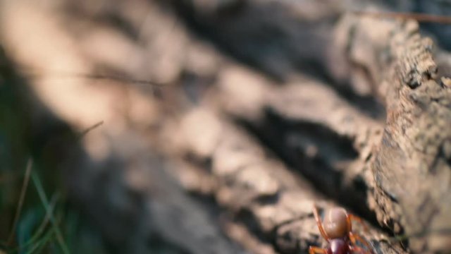 Macro floaty journey across piece of wood reveals a creepy red spider