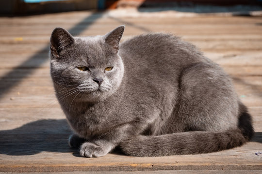 Photo of a large gray domestic cat.