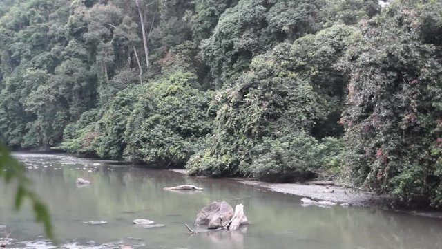 Thick and dense rainforest of Danum Valley in Borneo