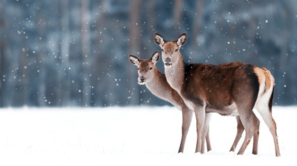 Group of beautiful female graceful deer on the background of a snowy winter forest. Noble deer...