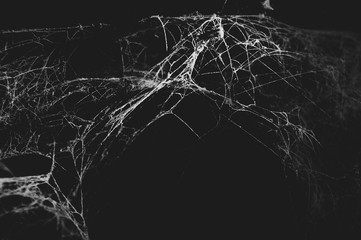 Spider web in the dark - Powered by Adobe