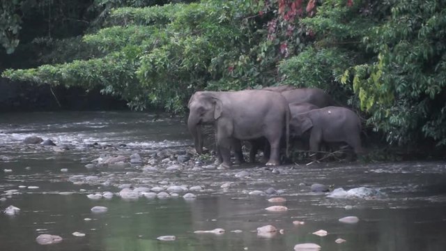 Encountered a herd of pygmy elephants crossing Danum River