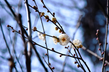 梅の木