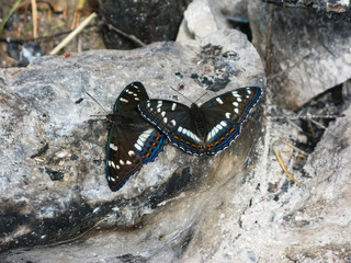 beautiful butterflies on stones in the natural park Olenyi brooks in the Sverdlovsk region