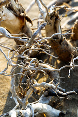 White dead Tree on the beach
