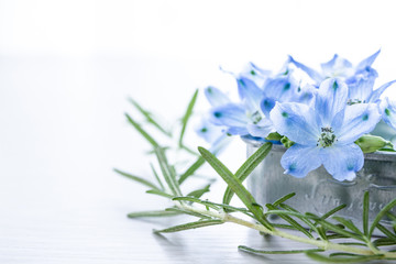 デルフィニウムとローズマリー 