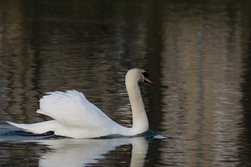 Swan