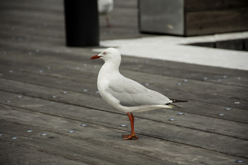 seagull near marine 