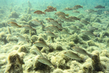 Fototapeta na wymiar Small to medium sized Mangrove Snapper (Lutjanus griseus) school together near a freshwater spring in Florida's Crystal River. Mangrove Snapper, by some accounts, are fun to catch and good to eat.