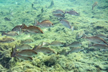 Fototapeta na wymiar Small to medium sized Mangrove Snapper (Lutjanus griseus) school together near a freshwater spring in Florida's Crystal River. Mangrove Snapper, by some accounts, are fun to catch and good to eat.