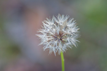 Flower Dandelion Closeup