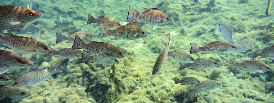 Small to medium sized Mangrove Snapper (Lutjanus griseus) school together near a freshwater spring in Florida's Crystal River. Mangrove Snapper, by some accounts, are fun to catch and good to eat.