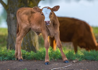 Calf in the meadow. The calf on the river bank grazes. Pets, cows in the pasture. Farm animals in nature.