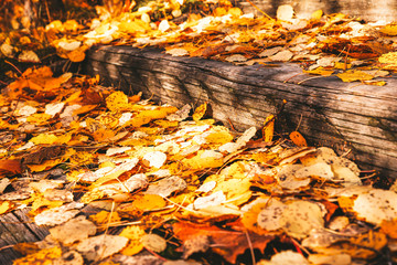 colorful autumn leaves in Finland